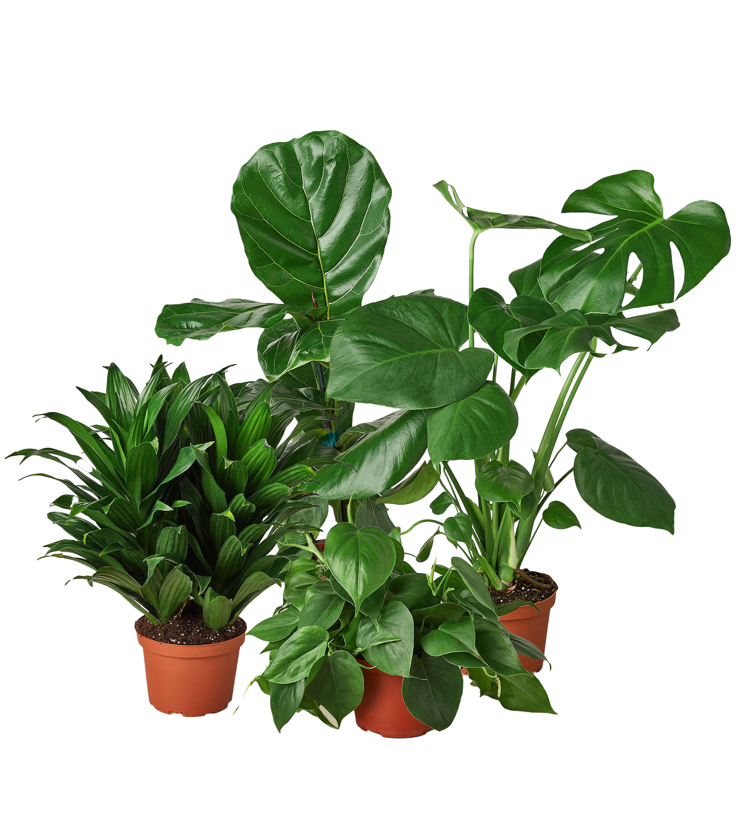 Best Sellers Houseplant Bundle (4pk)