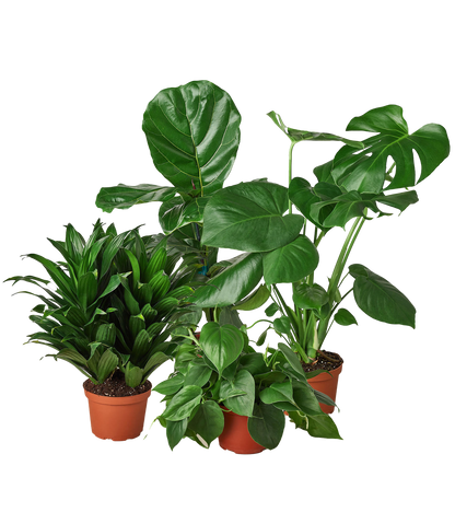 Best Sellers Houseplant Bundle (4pk)