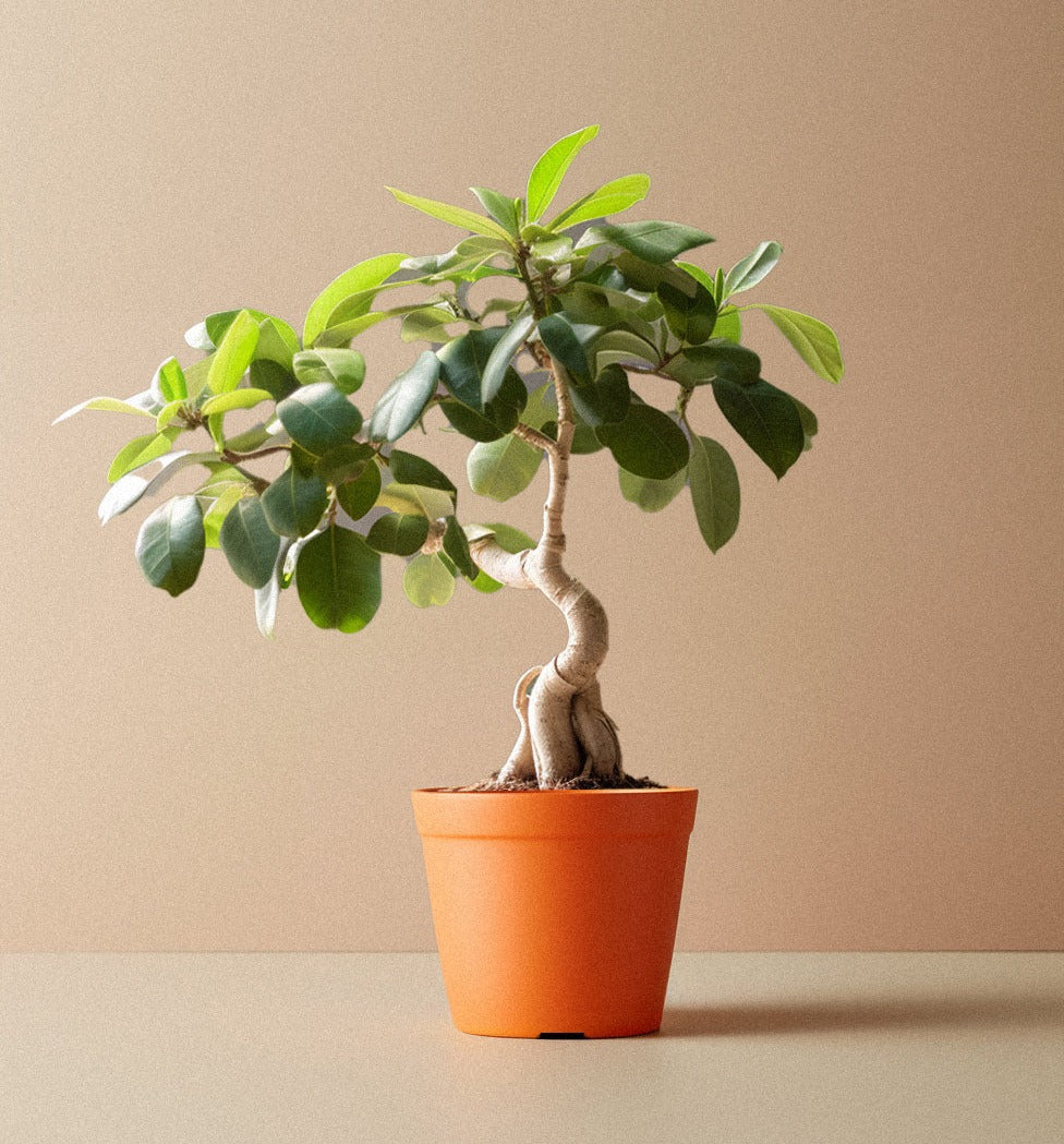 Ficus Ginseng Bonsai Yogi's Plants