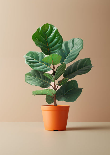 Fiddle Leaf Fig Tree