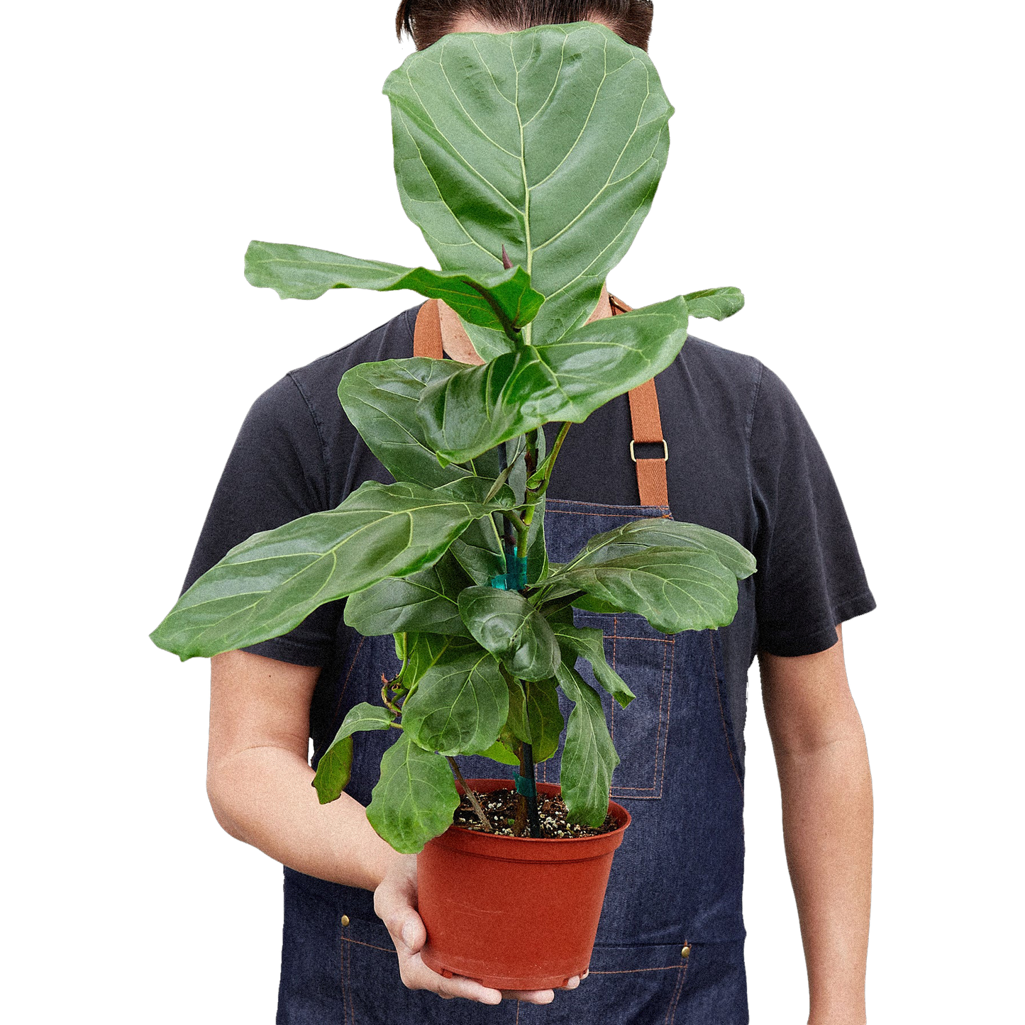 Fiddle Leaf Fig Tree