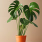 Best Sellers Houseplant Bundle (4pk)