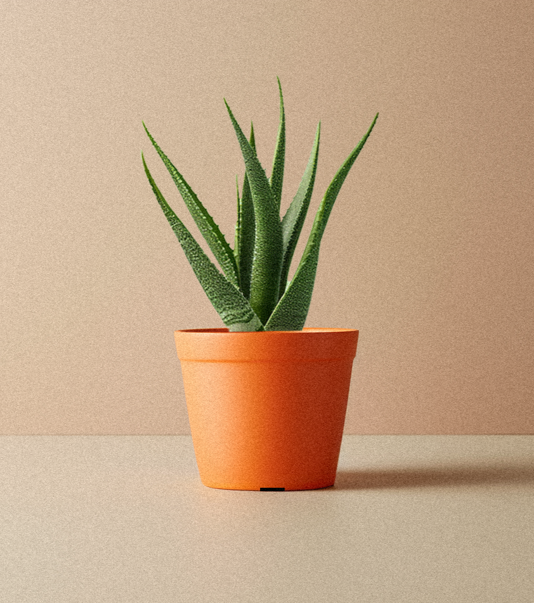 Aloe Vera - Small