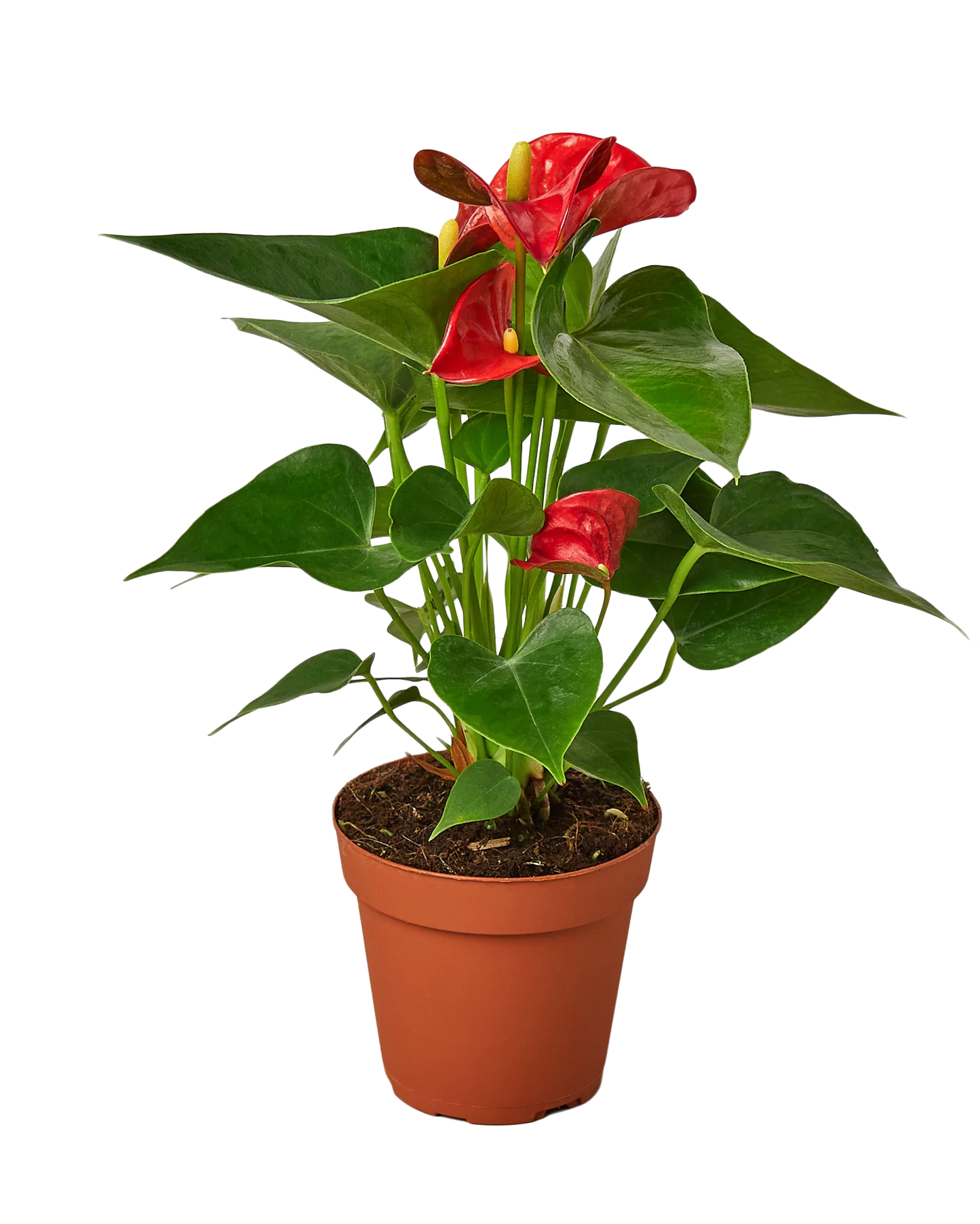 Red Anthurium - Small