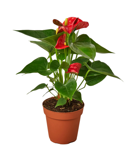 Red Anthurium - Small