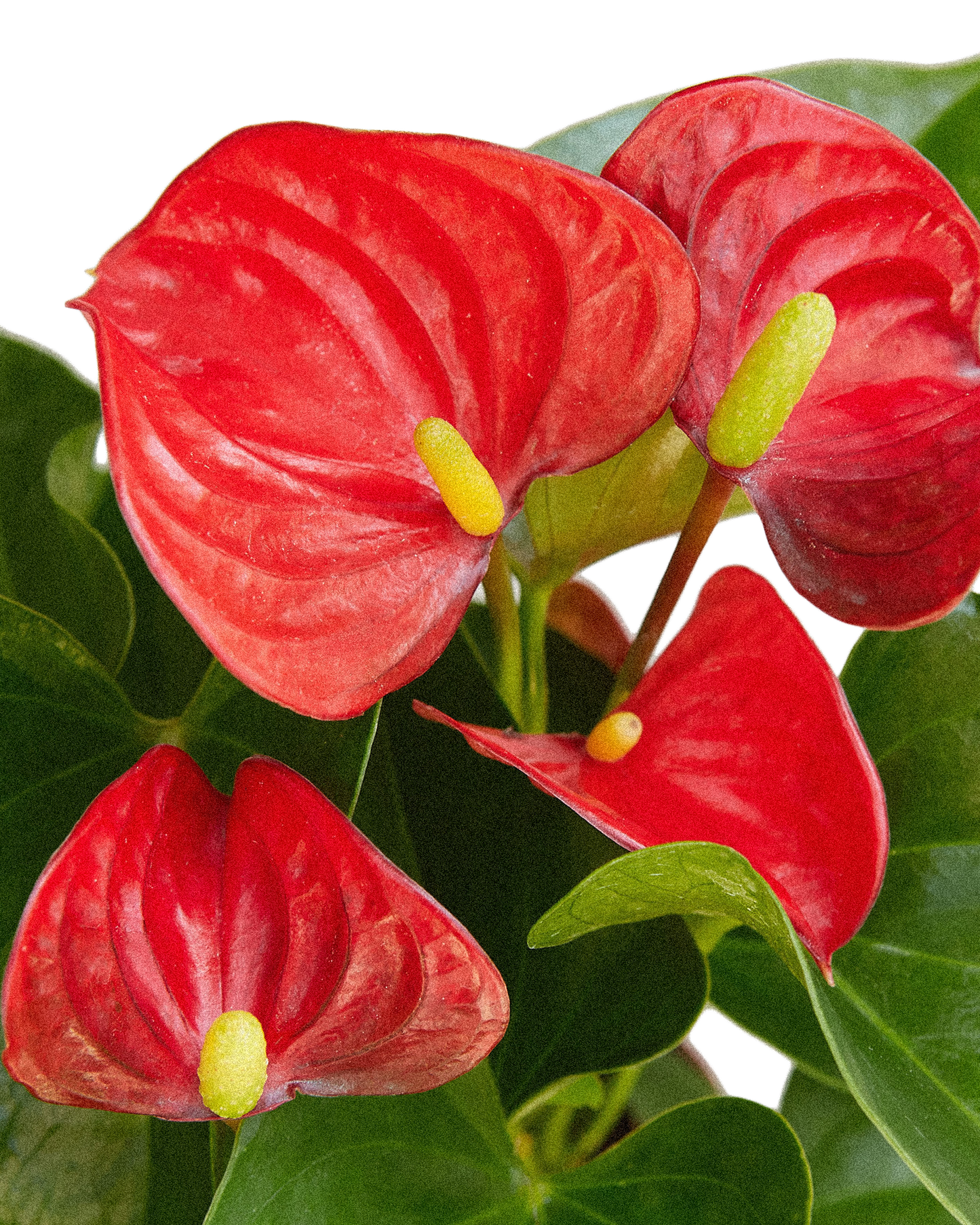 Red Anthurium - Small