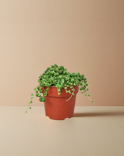 String of Pearls - Small