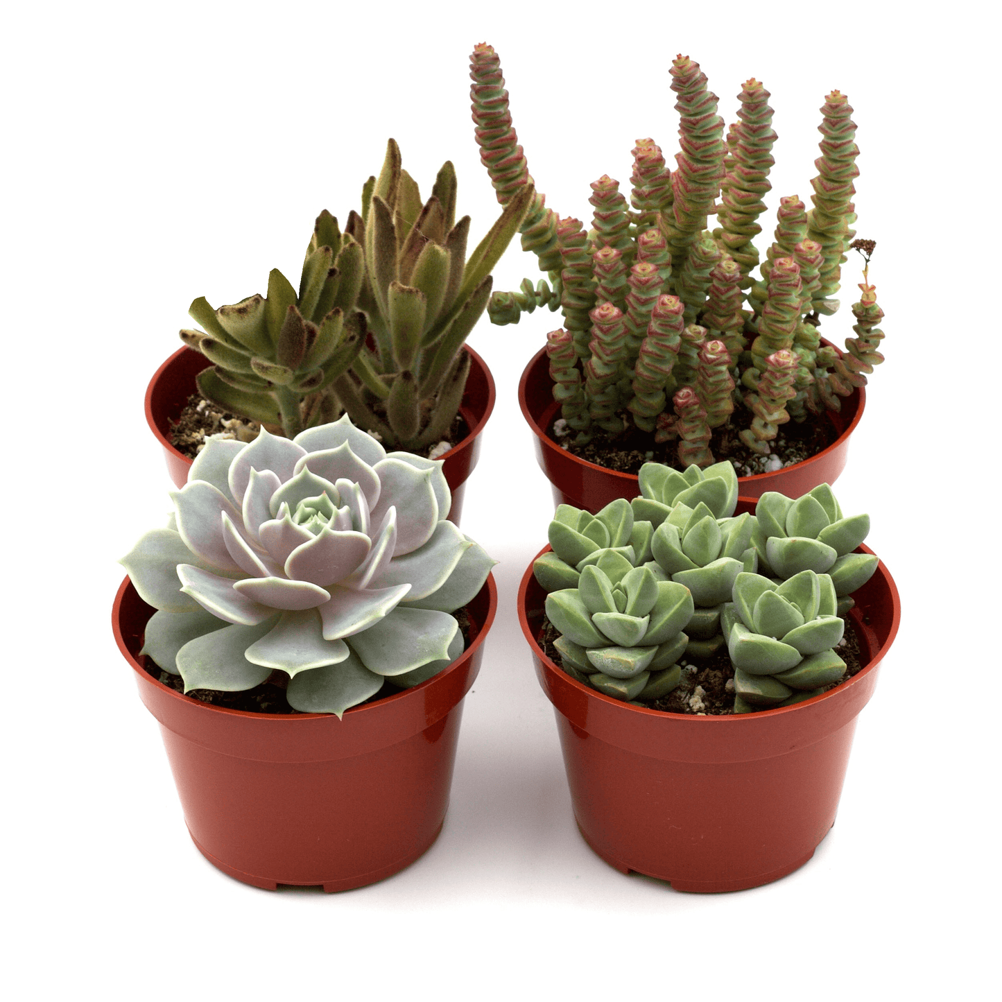 Succulent Variety Bundle