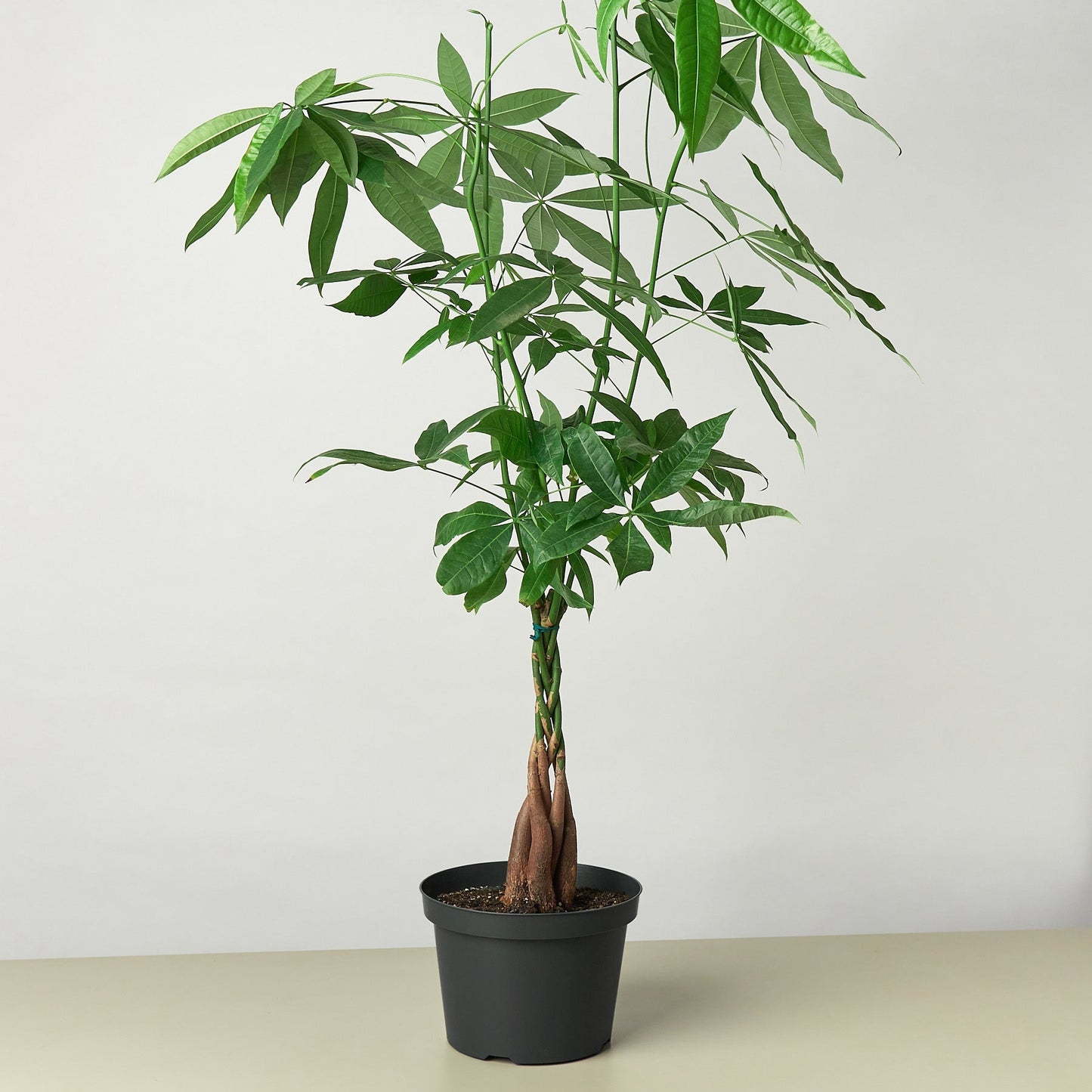 Guiana Chestnut Pachira Braid Money Tree - Large