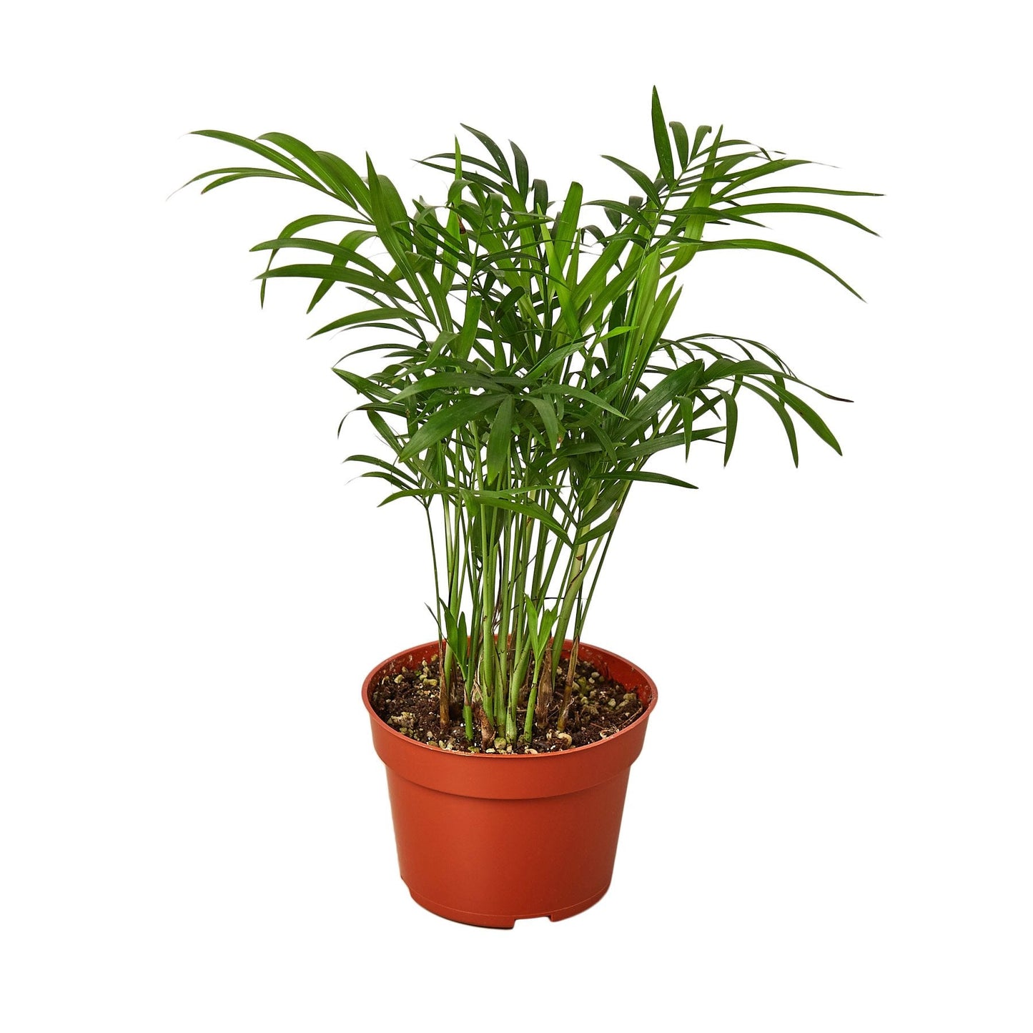 Parlor Palm - Small